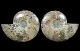 Cut & Polished Ammonite Fossil - Deep Crystal Pockets #94202-1